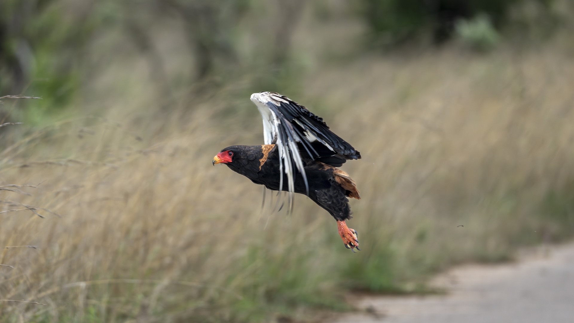 Kruger25 2025 10 30 11 17 38 ILCE 1M2 595